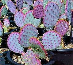 6 reasons why your cactus is turning yellow. Opuntia Violacea Santa Rita Cactus Cactus Flower Windowsill Garden Cactus Gifts
