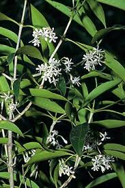 Image result for Coptosperma