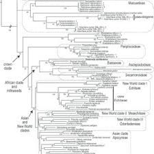 Image result for Dewevrella cochliostema
