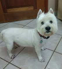 The west highland white terrier is a sturdy little dog with a deep chest and a slightly rectangular shape. Orfeas Westie 12years Old Cute Dogs West Highland Terrier Cute Little Dogs