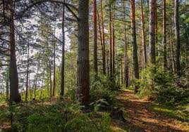 Примерный список площадок для запуска салюта на день россии 12 июня 2021 года. Ba9vikxho1kdsm