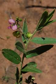 Image result for Girardinia bullosa