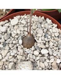 Image result for Cyphostemma adenocaule