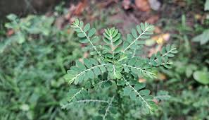 Image result for Phyllanthus amarus