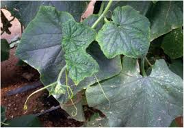 Image result for Tragus pedunculatus