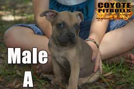 White @ black tri color ukc pr micro exotic bully Tri Color Bully Pets And Animals For Sale Florida