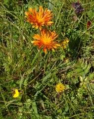 Image result for Bothriocline quercifolia