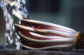 Radicchio trevisano tardivo busta 500gr. Radicchio Rosso Di Treviso Wikipedia