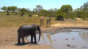 Dikaya Priroda Afriki Slon Krikom Prognal Zhiraf I Zebr Elephant Expelled Giraffe And Zebras Nkorho Youtube