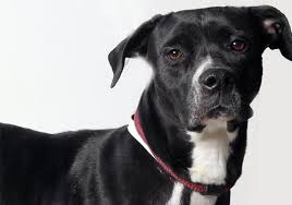 Our staff is committed to saving the lives of homeless dogs and cats. Franklin County Animal Care And Control Home