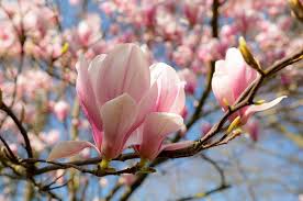 While it is true that the phrase was created by disney for the movie mulan, it actually does have real significance. Magnolia Spring Flowers Free Photo On Pixabay