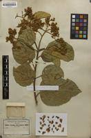 Image result for Cordia millenii