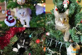 What should i get my cat for christmas? Christmas Decorations For Cat Lovers Love Ferplast