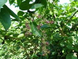 Image result for Vincetoxicum sylvaticum