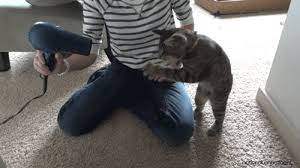 Photobucket Funny Cat Videos Cat Attack Funny Cats
