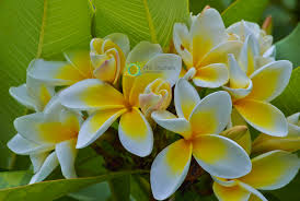 Maybe you would like to learn more about one of these? Frangipani Phil Staines Photography Phil Staines Photography