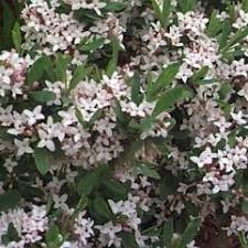 We did not find results for: Dias Cotinifolia South African Tree Daphne White House Nursery