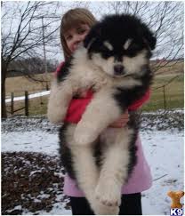 Maybe you would like to learn more about one of these? Giant Alaskan Malamute Puppies For Sale Uk Pets Lovers