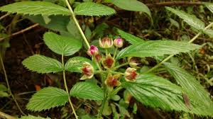 Image result for Rubus pinnatus