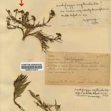 Image result for Stenostelma capense