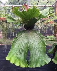 Image result for Platycerium elephantotis