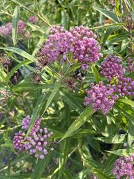 Image result for Asclepias