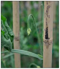 Ornamental sweet peas are not edible, they are toxic and should not be eaten! Averting A Disaster With Sweet Peas Growing With Plants