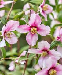 Image result for Deutzia hybrida Pink Pompon