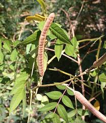 Image result for Senna occidentalis