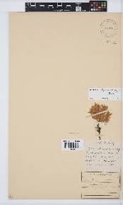 Image result for Lotononis stipulosa