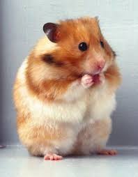 Probably the most common and popular is known as the teddy bear hamster. 23 Long Haired Hamsters Ideas Cute Hamsters Long Haired Hamster Bear Hamster