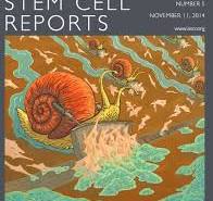 Art student collaborates with HSCI lab on Stem Cell Reports ...
