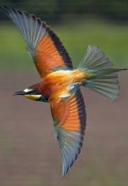 Black Bird With Two Long Tail Feathers European Bee Eater Use For Color Oiseaux Exotiques Beaux Oiseaux Les Plus Beaux Oiseaux