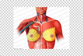 It is the most complete reference of human anatomy available on web, ipad, iphone and explore over 6700 anatomic structures and more than 670 000 translated medical labels. Thorax Muscle Anatomy Abdomen Muscular System Chinese Women Anatomy Abdomen Human Body Png Klipartz