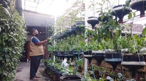 Dari 4 bersaudara yang tinggal di ruko itu, entah kenapa gue doang yang suka menanam. Pertanian Vertikal Dengan Teknik Kapiler Budi Olah Tanah Sempit Jadi Lahan Produktif Halaman All Tribun Jogja