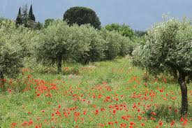 Degustation Huile D Olive Jus D Olive