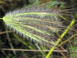 Image result for Dichanthium