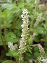 Image result for Platostoma sp. no. 2