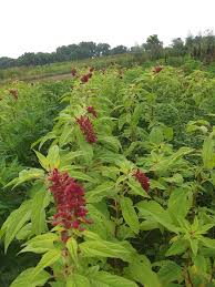 Tennessee (/ˌtɛnəˈsiː/ (listen), locally /ˈtɛnəsi/), officially the state of tennessee, is a state in the southeastern region of the united states. Bessie S Flower Farm Posts Facebook