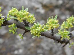 Image result for Lasiodiscus pervillei