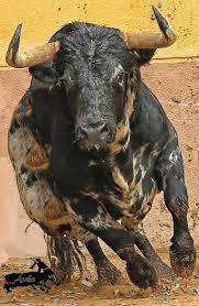 Pin De Arturo Falconi En Onlybulls Toros De Lidia Toros Bravos Toros Pintados
