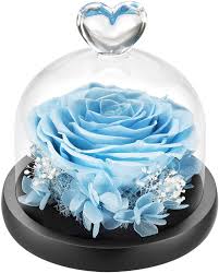 We did not find results for: Buy Duhouse Forever Roses Preserved Real Flowers Eternal Enchanted Rose Flower Box Gift For Valentines Birthday Anniversary Mother S Day Christmas Sky Blue Online In Vietnam B087rp79n6
