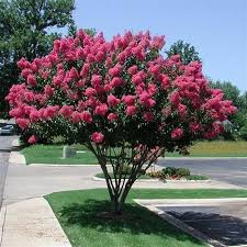 Image result for Lagerstroemia indica