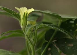 Image result for Hibiscus sidiformis
