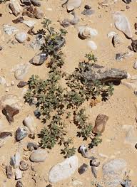 Image result for Lotononis stipulosa