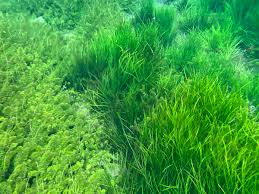 Image result for Isoetaceae