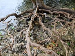 Image result for Xylocarpus