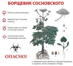 Многие виды имеют хозяйственное значение как кормовые (силосные) растения, но почти все могут вызывать у человека (при соприкосновении) фитофотодерматит (воспаление кожи, похожее на ожог). Rosselhoznadzor Po Sverdlovskoj Oblasti Preduprezhdaet Borshevik Sosnovskogo Yadovitoe Rastenie Krasnoufimsk Onlajn