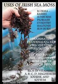 The Many Health Benefits Of Irish Sea Moss Moss Sea Moss Irish Sea
