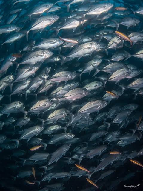 Trevally: Australia's Schooling Predators